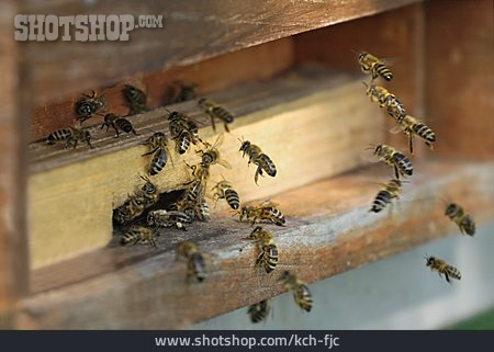 
                Bienenstock, Bienenvolk                   