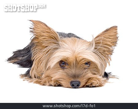 
                Langeweile, Tierporträt, Yorkshire Terrier                   