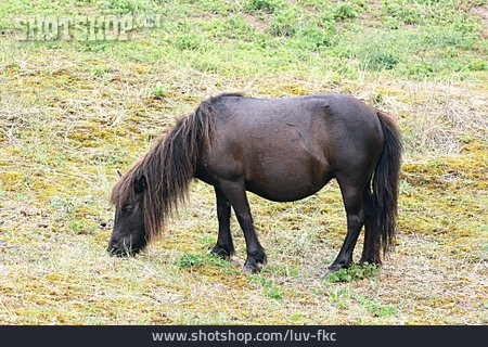 
                Pony, Shetlandpony                   