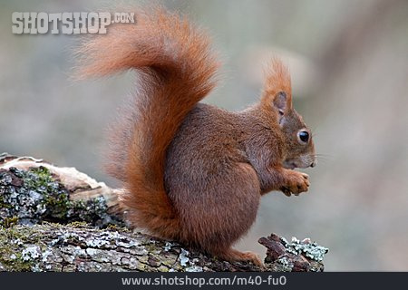 
                Red Squirrel, Squirrel, Rodent                   