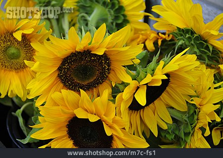 
                Sonnenblume, Sonnenblumenblüte, Sonnenblumenstrauß                   