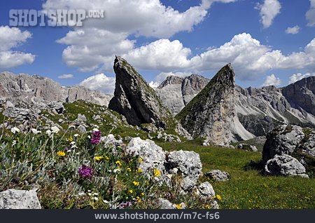 
                Gebirgslandschaft, Alpenflora                   