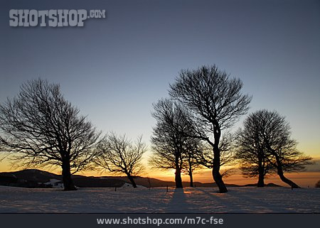 
                Sonnenuntergang, Baum, Winterlandschaft                   
