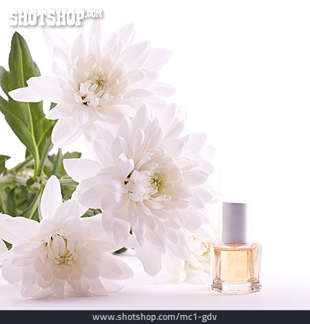 
                Aromatherapie, Chrysanthemenblüte                   
