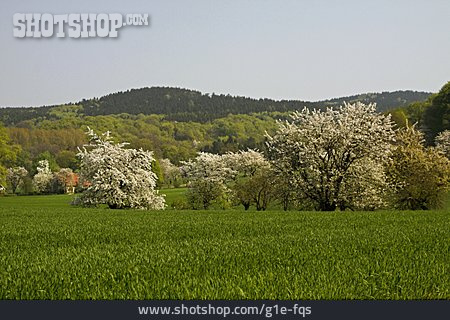 
                Kirschbaum, Tecklenburger Land, Frühlingslandschaft, Holperdorp, Lienen                   