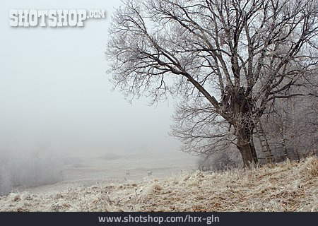
                Baum, Nebel, Frost, Raureif                   