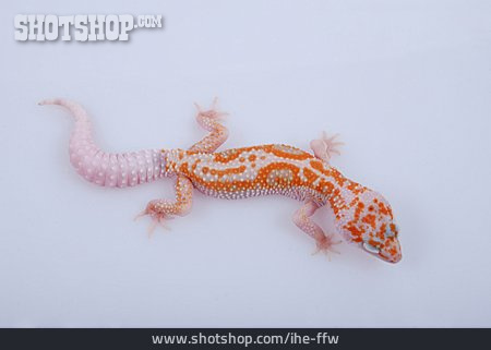 
                Gecko, Leopardgecko                   
