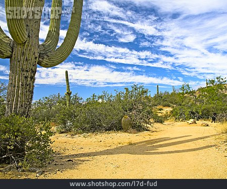 
                Wüste, Saguaro, Säulenkaktus                   