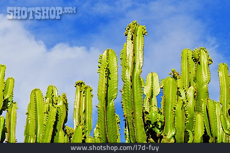 
                Kaktus, Kakteengewächs                   