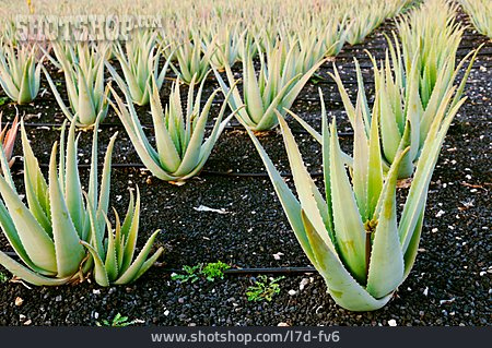
                Aloe Vera, Aloe Vera Plantage                   