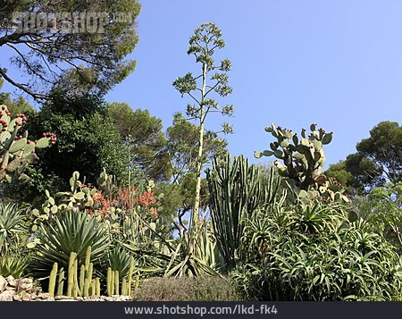 
                Kaktus, Flora, Mediterran                   