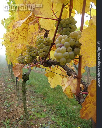 
                Weintraube, Herbstlich, Rebstock                   