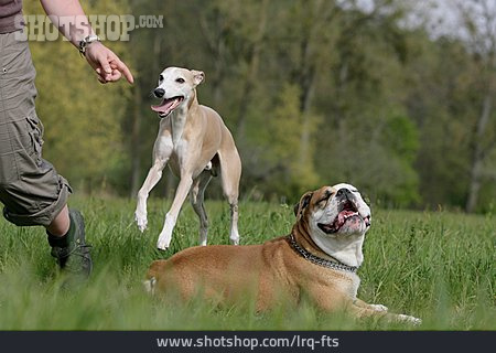 
                Whippet, Hundetraining, Continental Bulldog                   