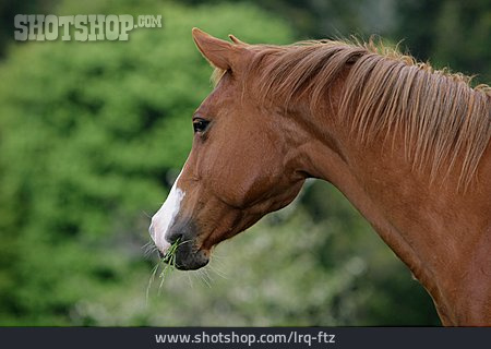 
                Pferdekopf, American Quarter Horse                   