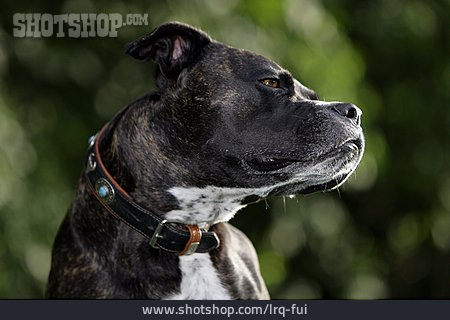 
                Hund, Listenhund, Cane Corso                   