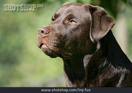 
                Hund, Labrador Retriever                   