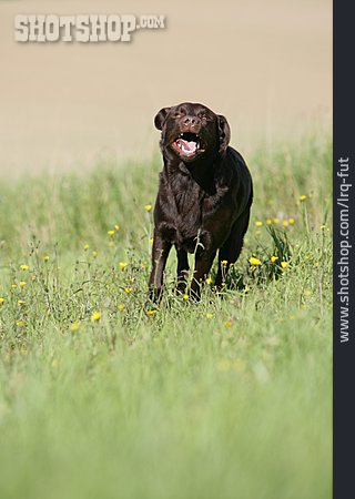 
                Rennen, Hund, Labrador                   