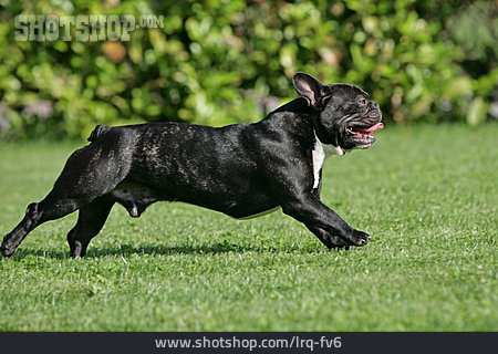 
                Rennen, Hund, Französische Bulldogge                   