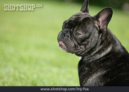 
                Hund, Französische Bulldogge                   