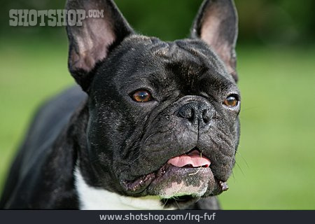 
                Hund, Französische Bulldogge                   
