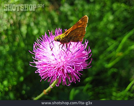 
                Schmetterling, Distelblüte                   