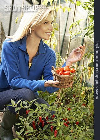 
                Junge Frau, Gartenarbeit, Pflücken, Tomatenernte                   