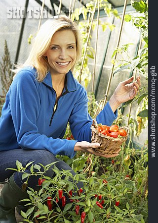 
                Junge Frau, Gartenarbeit, Gemüseanbau, Tomatenernte                   