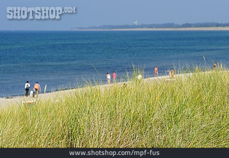 
                Baltic Sea Coast, Marram Grass                   