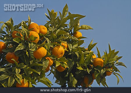 
                Orange, Apfelsine, Orangenbaum                   