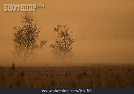 
                Baum, Nebel                   