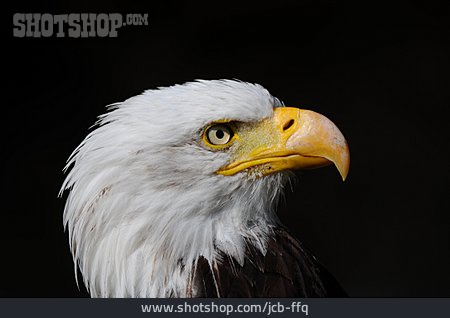 
                Adler, Weißkopfseeadler, Seeadler                   