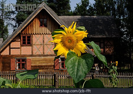 
                Wohnhaus, Sonnenblume, Haus, Bauernhaus, Masuren                   