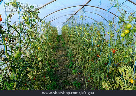 
                Gewächshaus, Tomatenpflanze, Treibhaus, Tomatenanbau                   