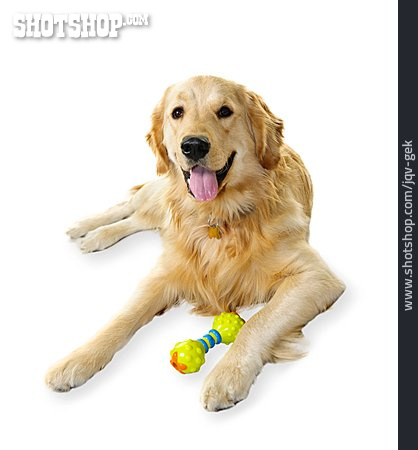 
                Hund, Golden Retriever, Hundespielzeug                   