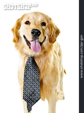 
                Hund, Krawatte                   