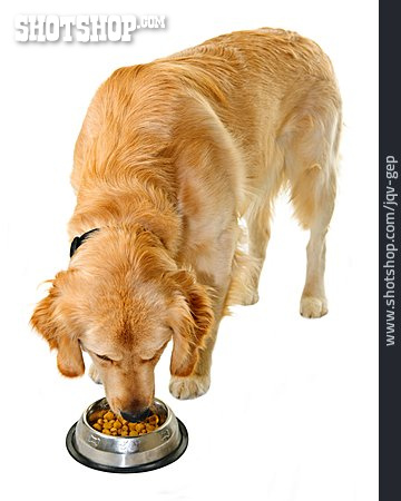 
                Hund, Fressen, Golden Retriever                   
