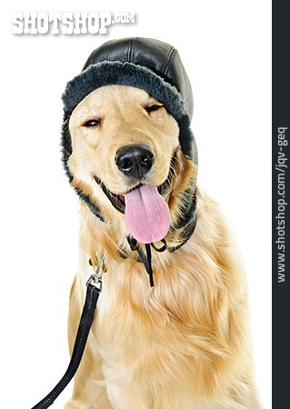 
                Mütze, Humor & Skurril, Hund                   