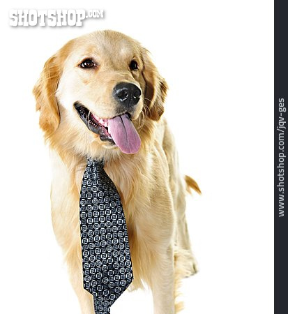 
                Hund, Verkleidung, Krawatte                   