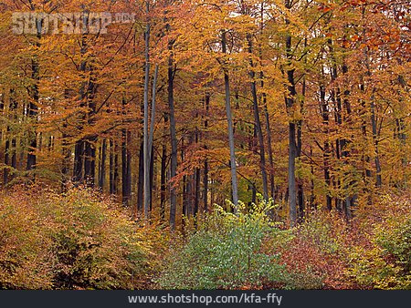 
                Wald, Laubwald, Rotbuche                   