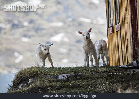 
                Schaf, Lamm, Neugierig                   