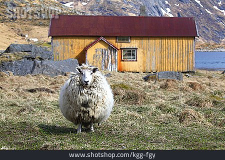 
                Schaf, Hütte, Norwegen                   