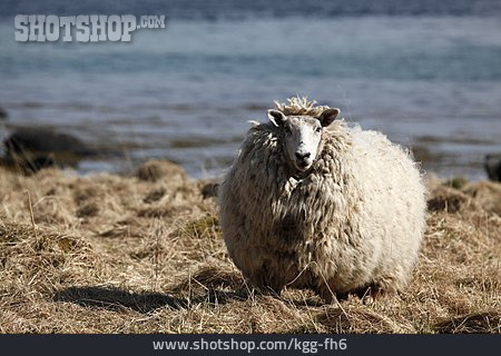 
                Schaf, Tierporträt                   