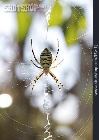 
                Spinnennetz, Wespenspinne                   