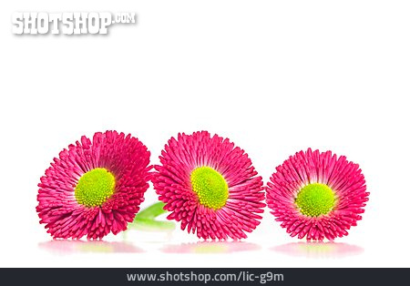 
                Blüte, Gänseblümchen, Rob Roy                   