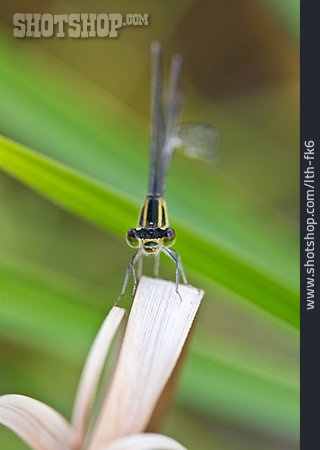 
                Libelle, Große Pechlibelle                   