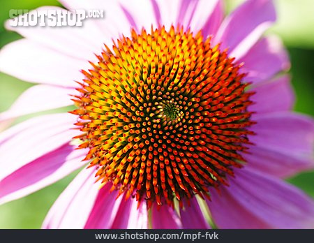
                Blüte, Heilpflanze, Purpurfarbener Sonnenhut                   
