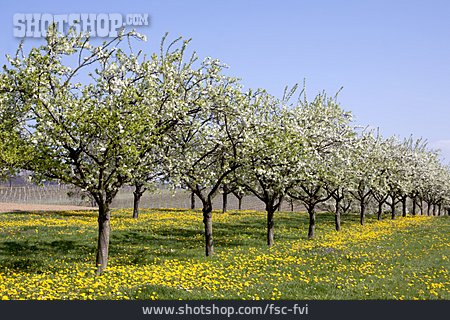 
                Frühling, Obstbaum, Obstanbau, Obstwiese                   