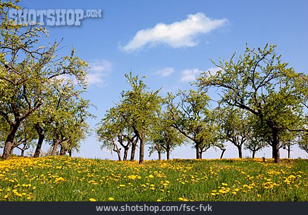 
                Obstbaum, Obstwiese                   