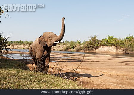 
                Wildnis, Elefant                   