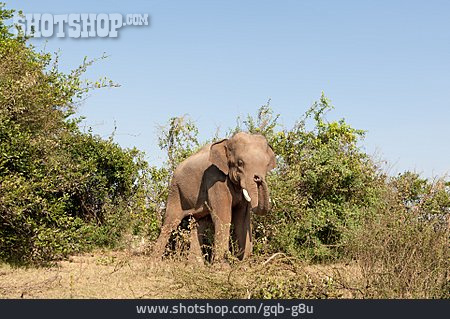 
                Wildnis, Elefant                   